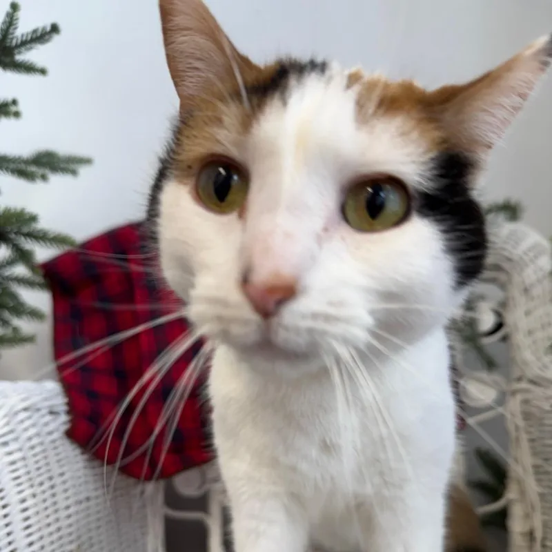 Goody Goody Gumdrop thumbnail 5