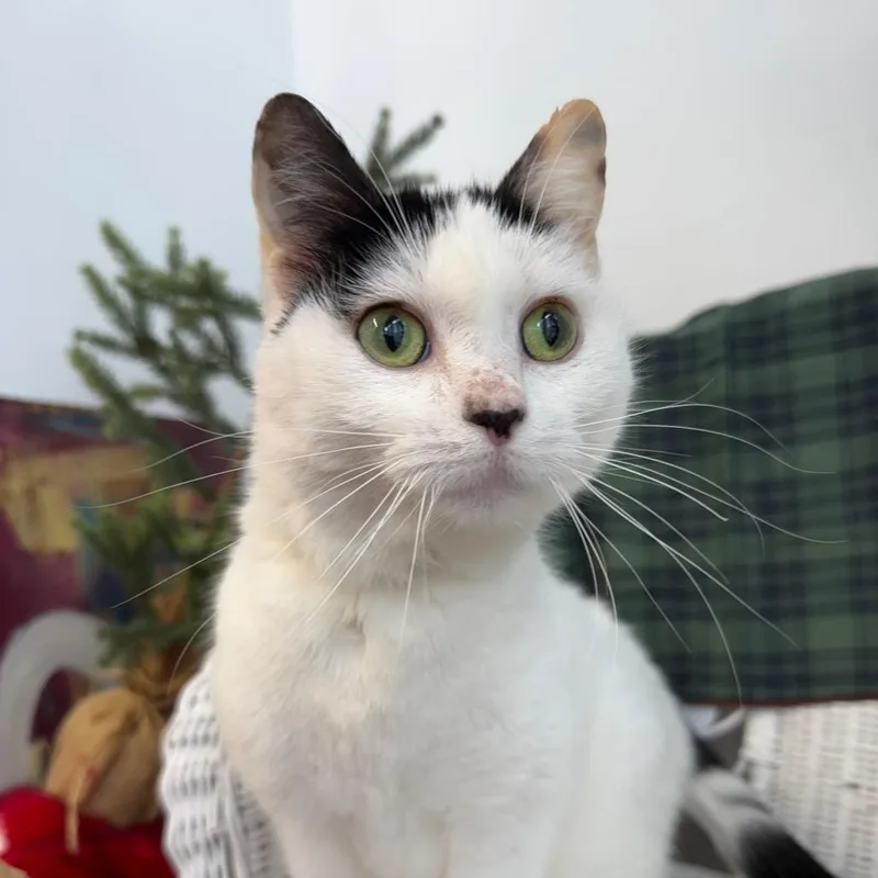 Jello Shot thumbnail 2