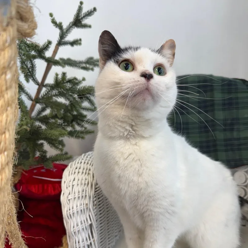 Jello Shot thumbnail 3