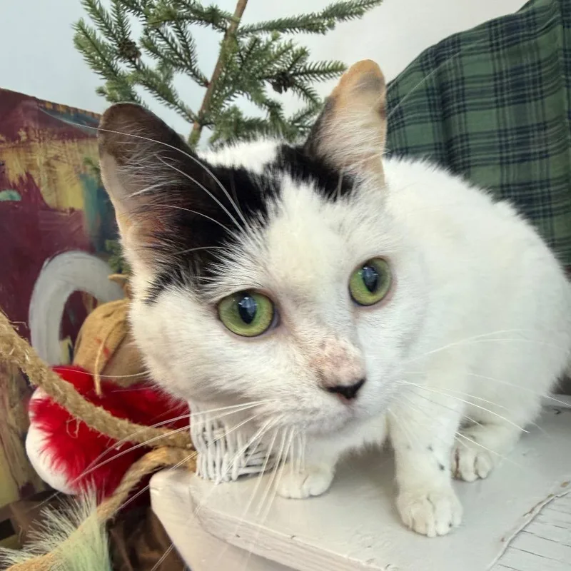 Jello Shot thumbnail 5