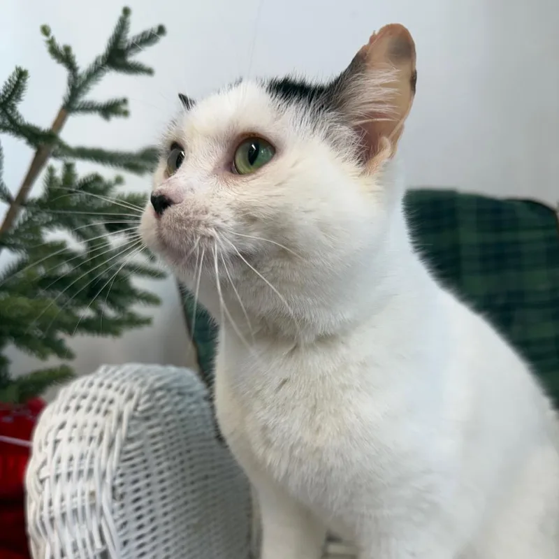 Jello Shot thumbnail 6