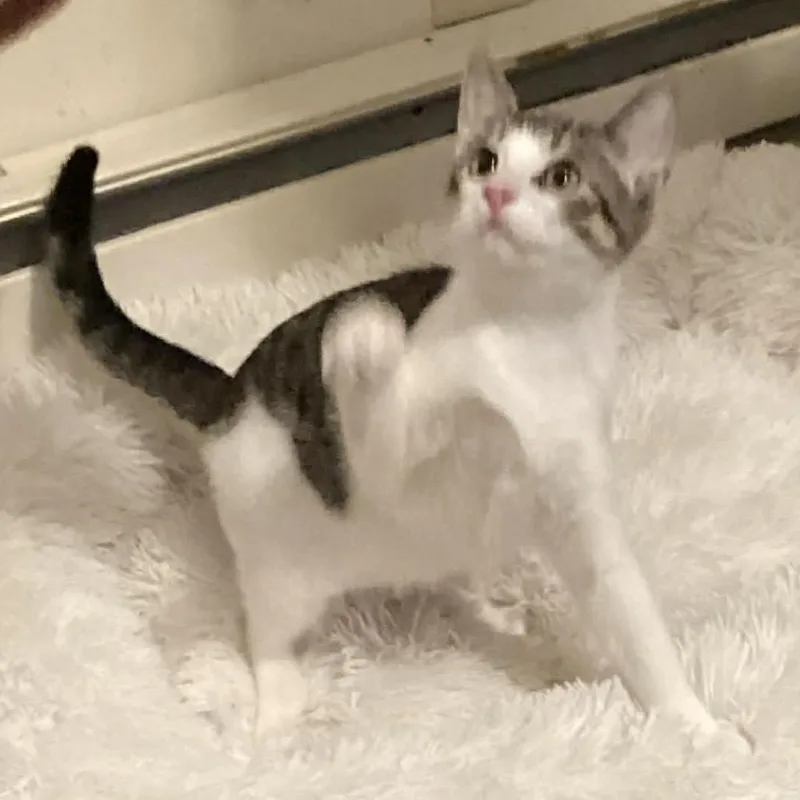 Mr. Purrista thumbnail 2