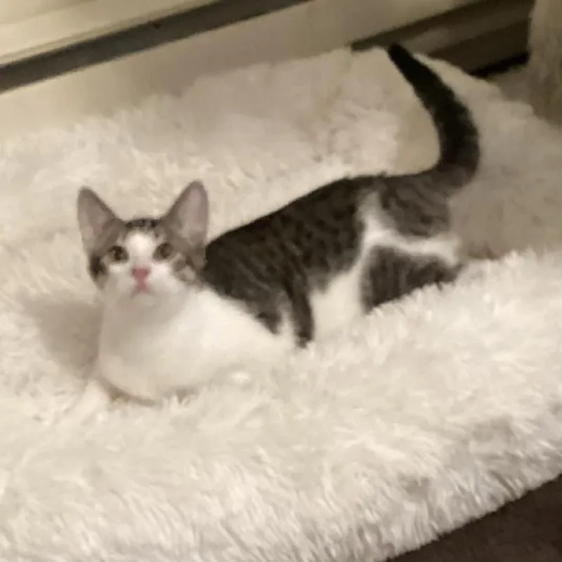 Mr. Purrista thumbnail 3