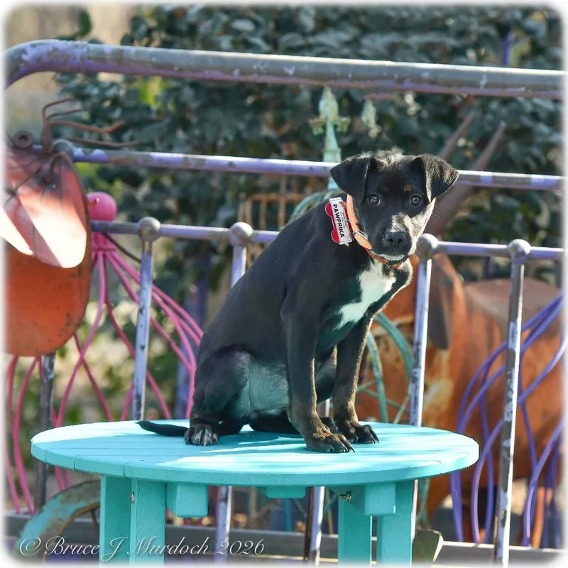 Pawprika thumbnail 2