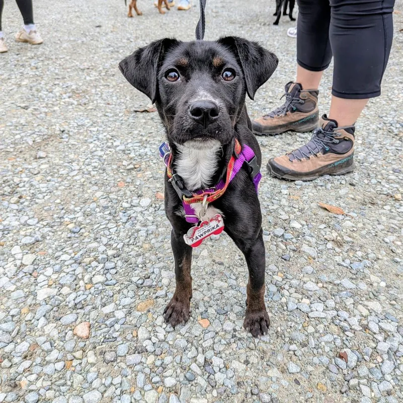 Pawprika thumbnail 3