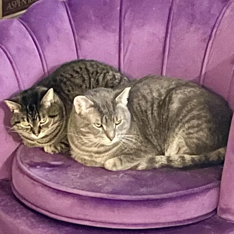 Peachy  Bonded With thumbnail 3