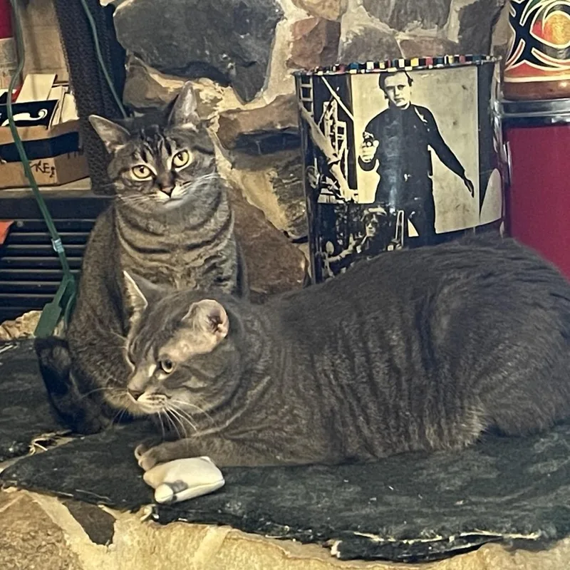 Peachy  Bonded With thumbnail 4