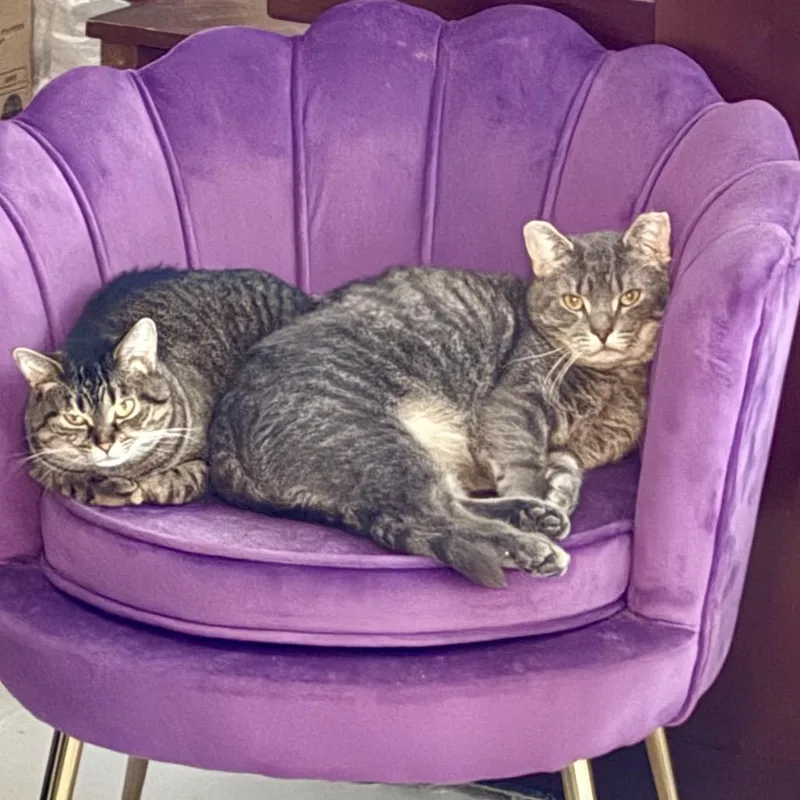 Peachy  Bonded With thumbnail 5