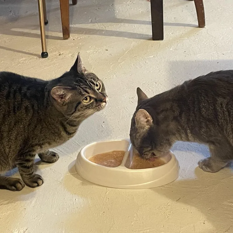 Peachy  Bonded With thumbnail 6