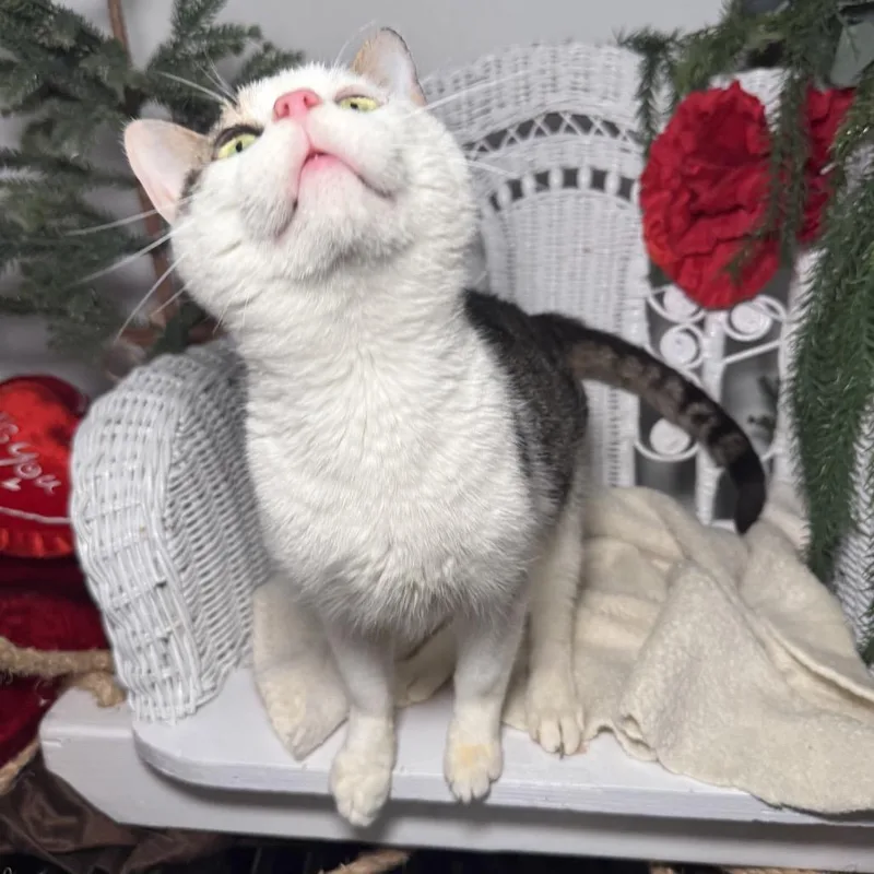 Rising Phoenix thumbnail 2