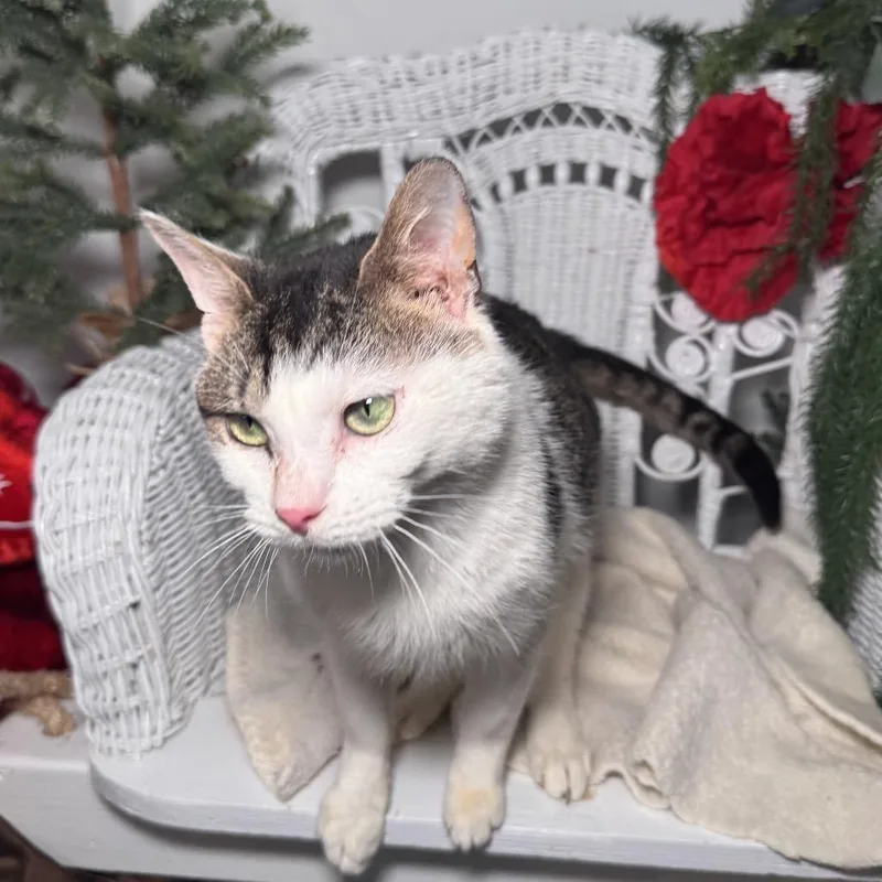 Rising Phoenix thumbnail 3