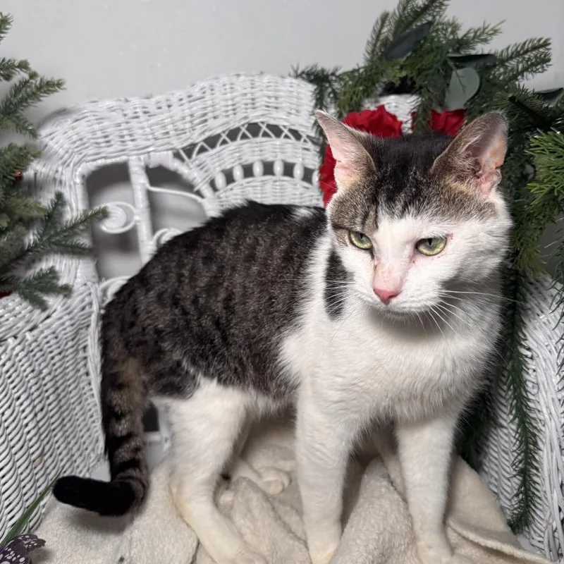 Rising Phoenix thumbnail 4