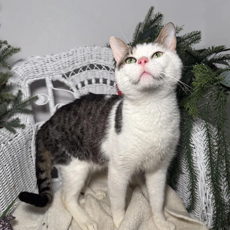 Rising Phoenix thumbnail 5