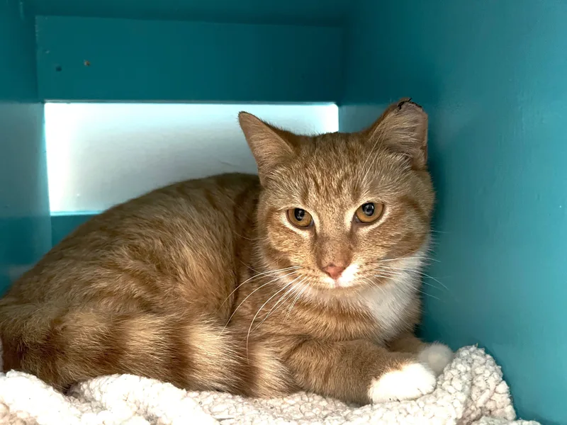 Julius  Chow Hound thumbnail 2