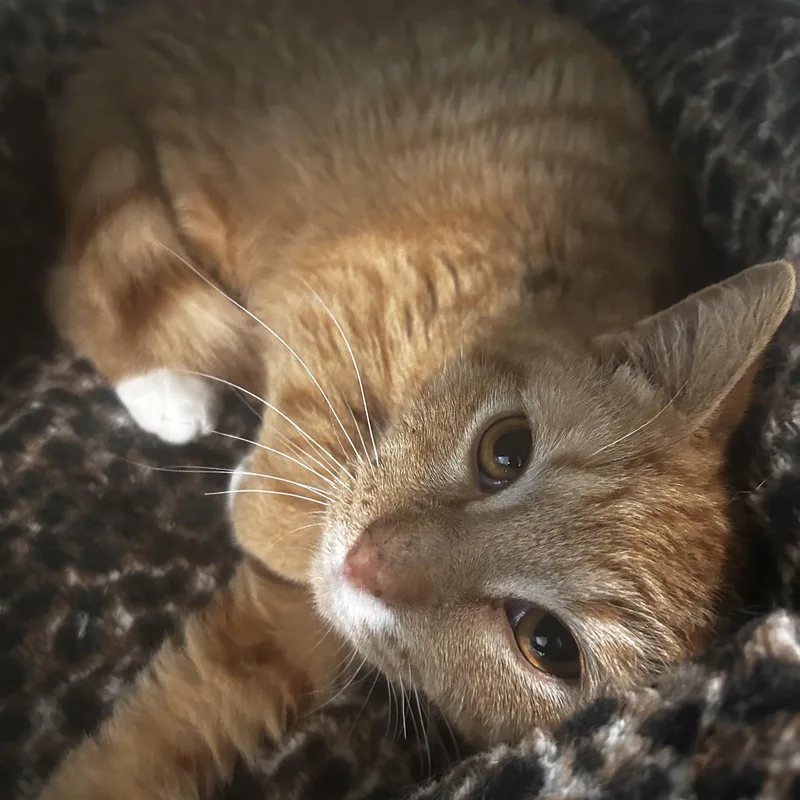 Julius  Chow Hound thumbnail 4