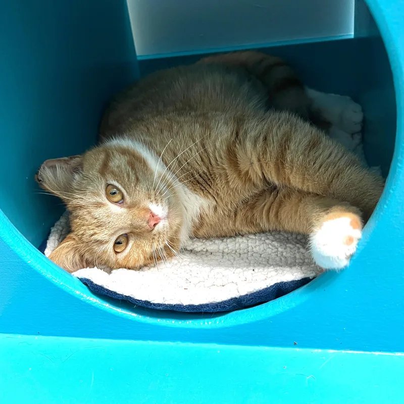 Julius  Chow Hound thumbnail 5