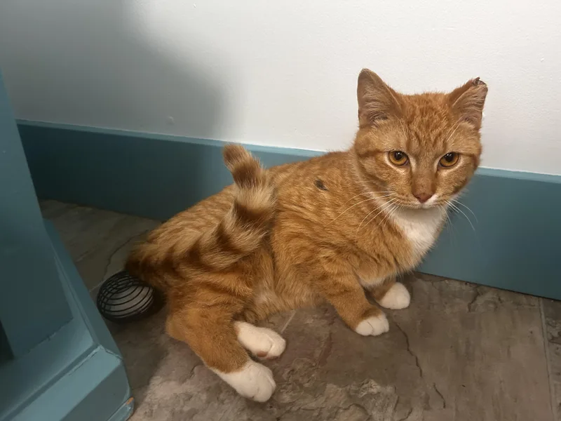 Julius  Chow Hound thumbnail 6