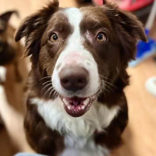 Tiesdale thumbnail 4