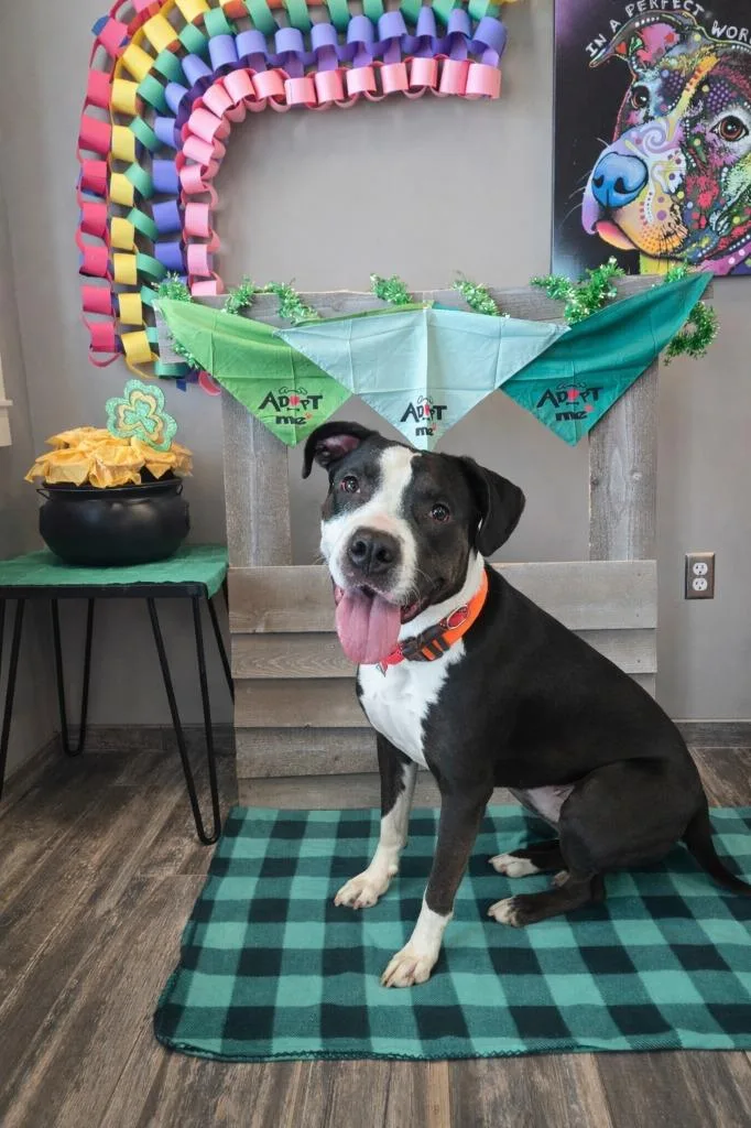 Birdie Yrly thumbnail 2