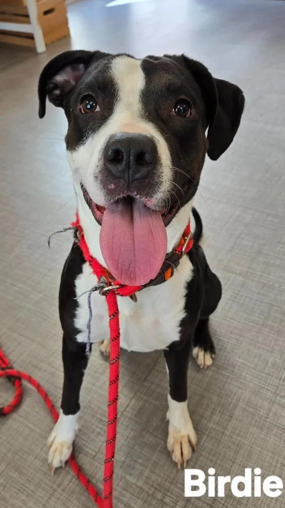 Birdie Yrly thumbnail 5