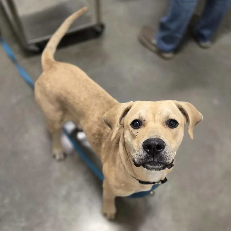 Peanut Butter thumbnail 2