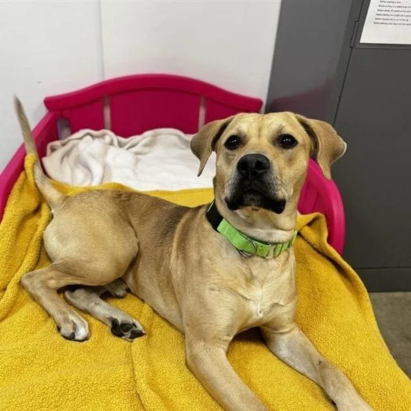 Peanut Butter thumbnail 3