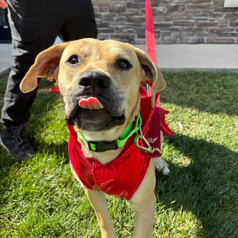 Peanut Butter thumbnail 4