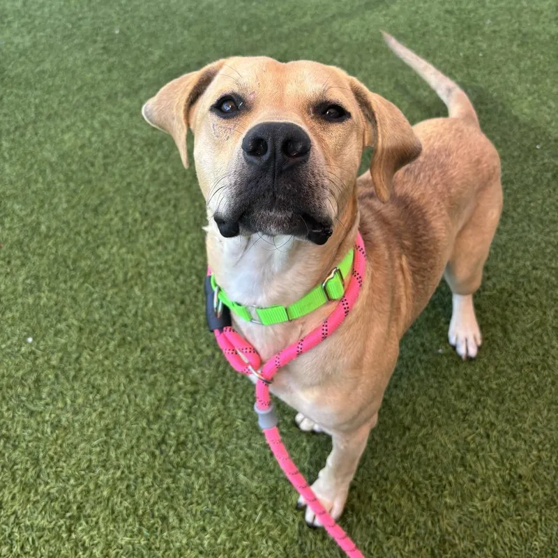 Peanut Butter thumbnail 5