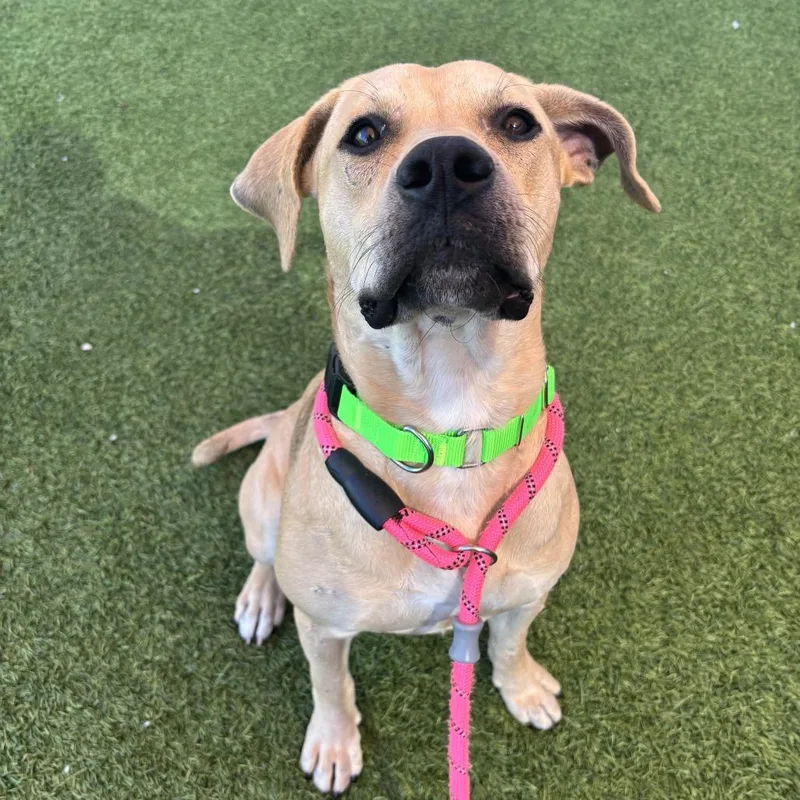 Peanut Butter thumbnail 6