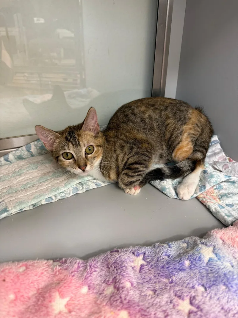 Kit Kat And Twix thumbnail 2