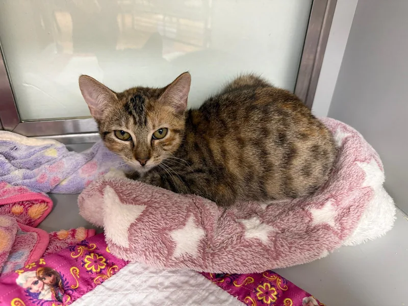 Kit Kat And Twix thumbnail 3