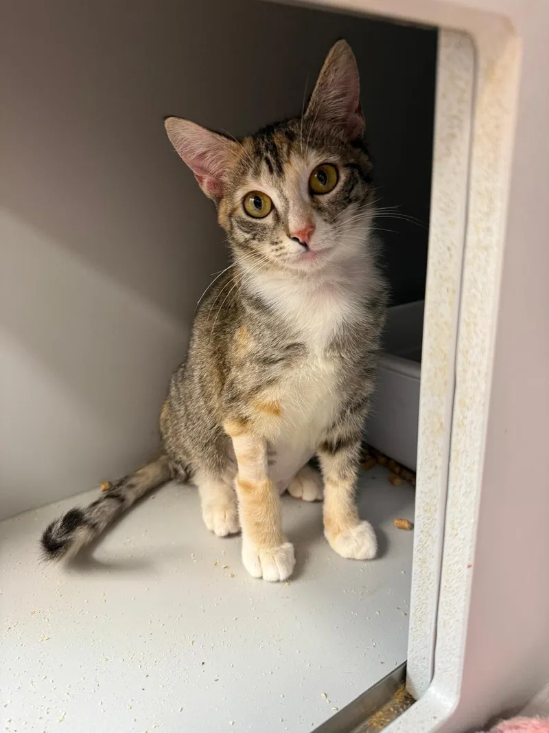 Kit Kat And Twix thumbnail 4