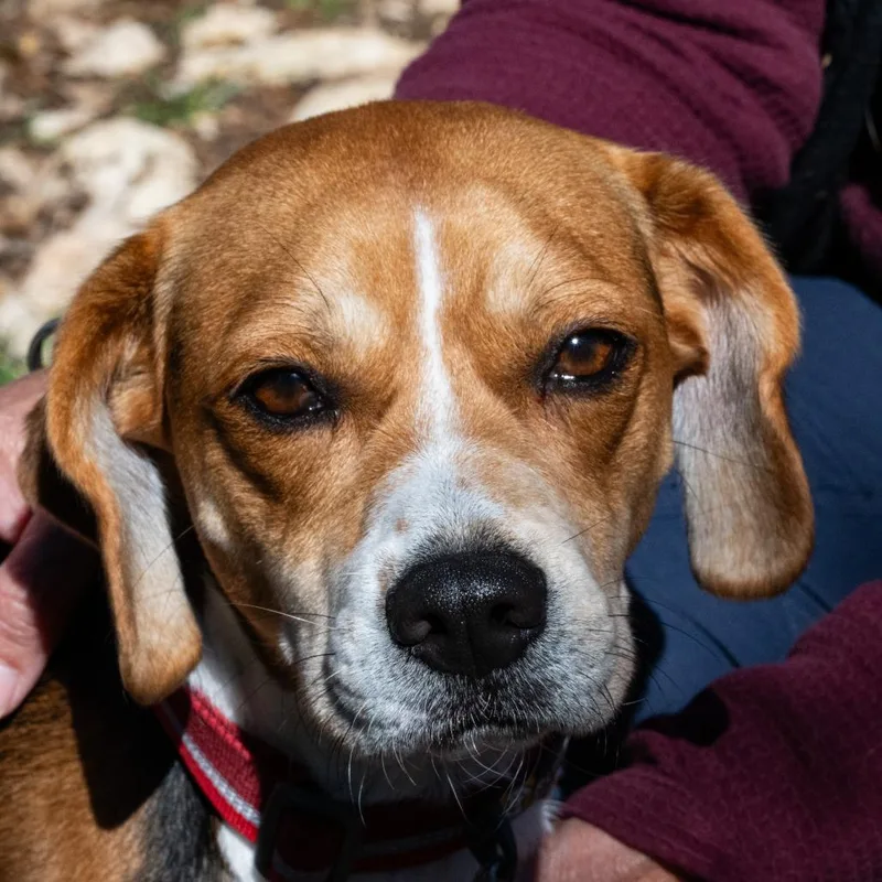 Daffodil thumbnail 5