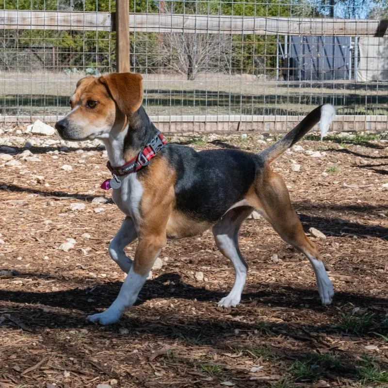 Daffodil thumbnail 6