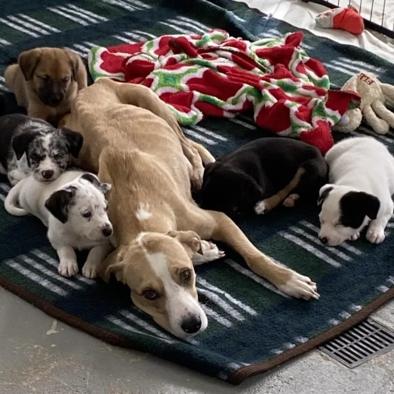 Peppermint thumbnail 2