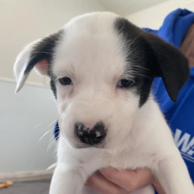 Peppermint thumbnail 3