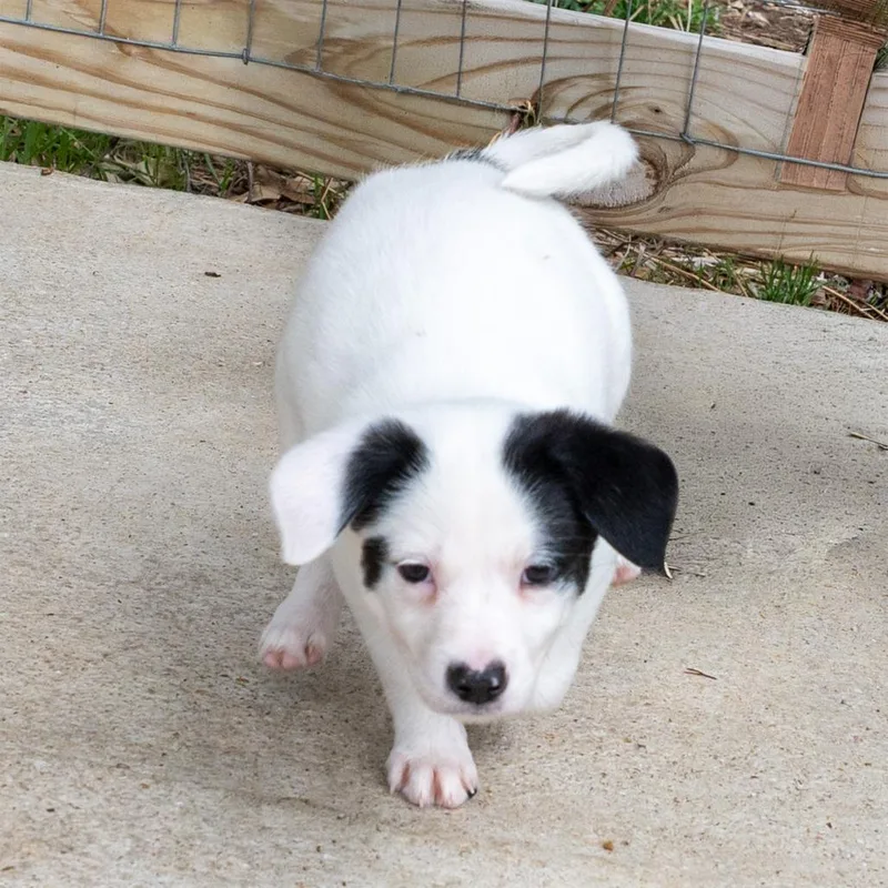 Peppermint thumbnail 4