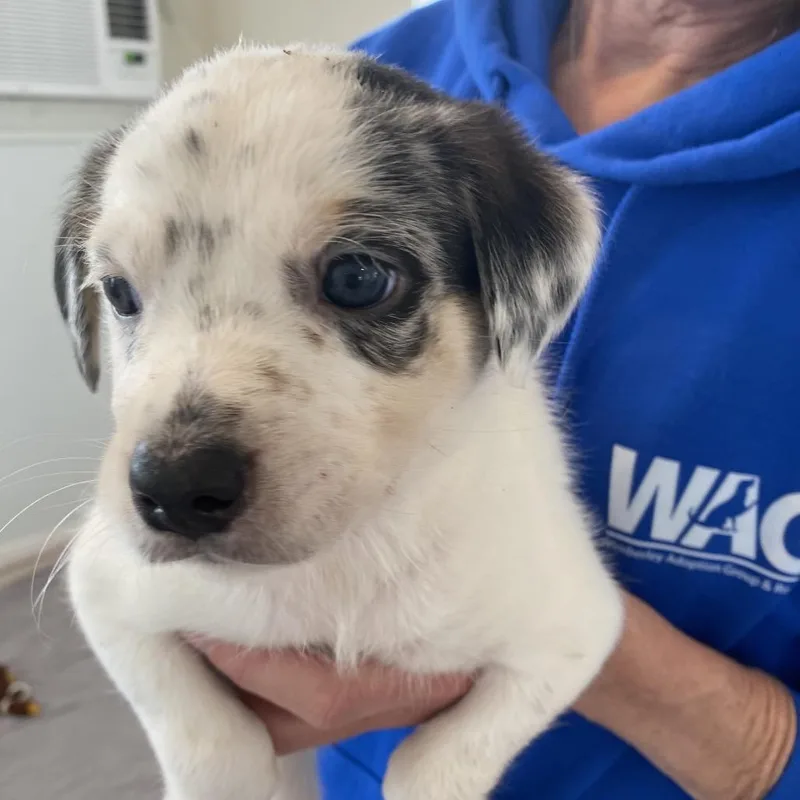 Honeysuckle thumbnail 2