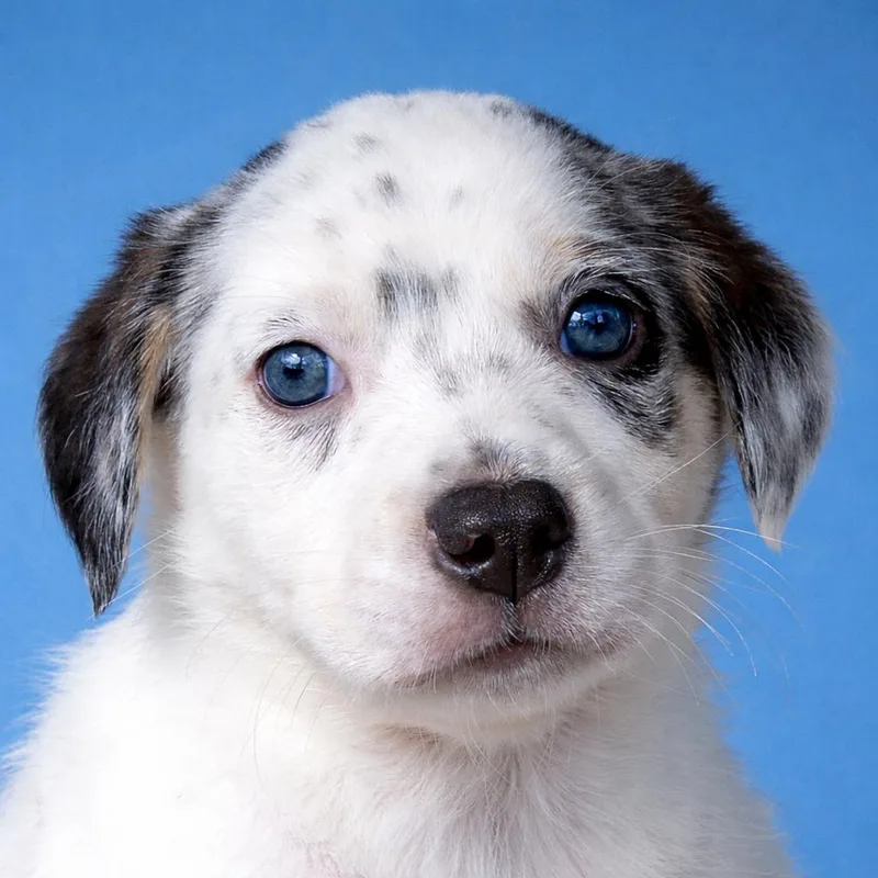 Honeysuckle thumbnail 4