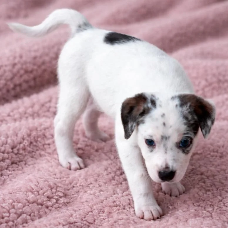 Honeysuckle thumbnail 5