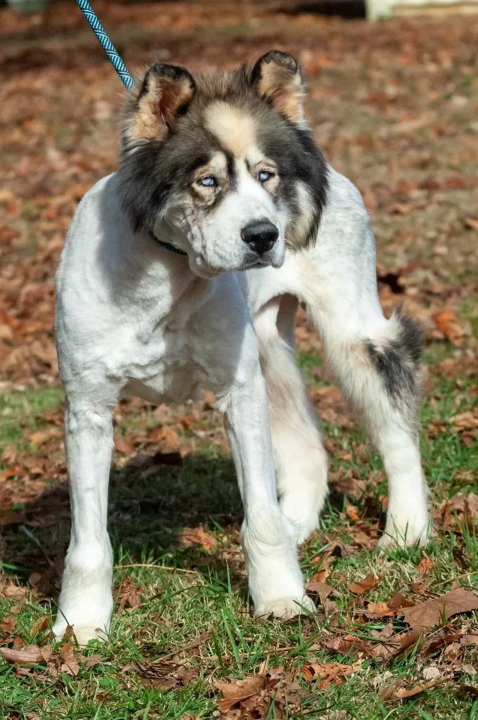 Chinookbearzeus thumbnail 2