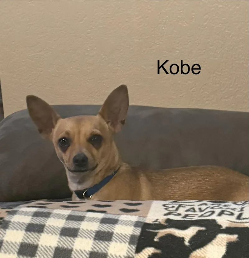 Kobe thumbnail 2