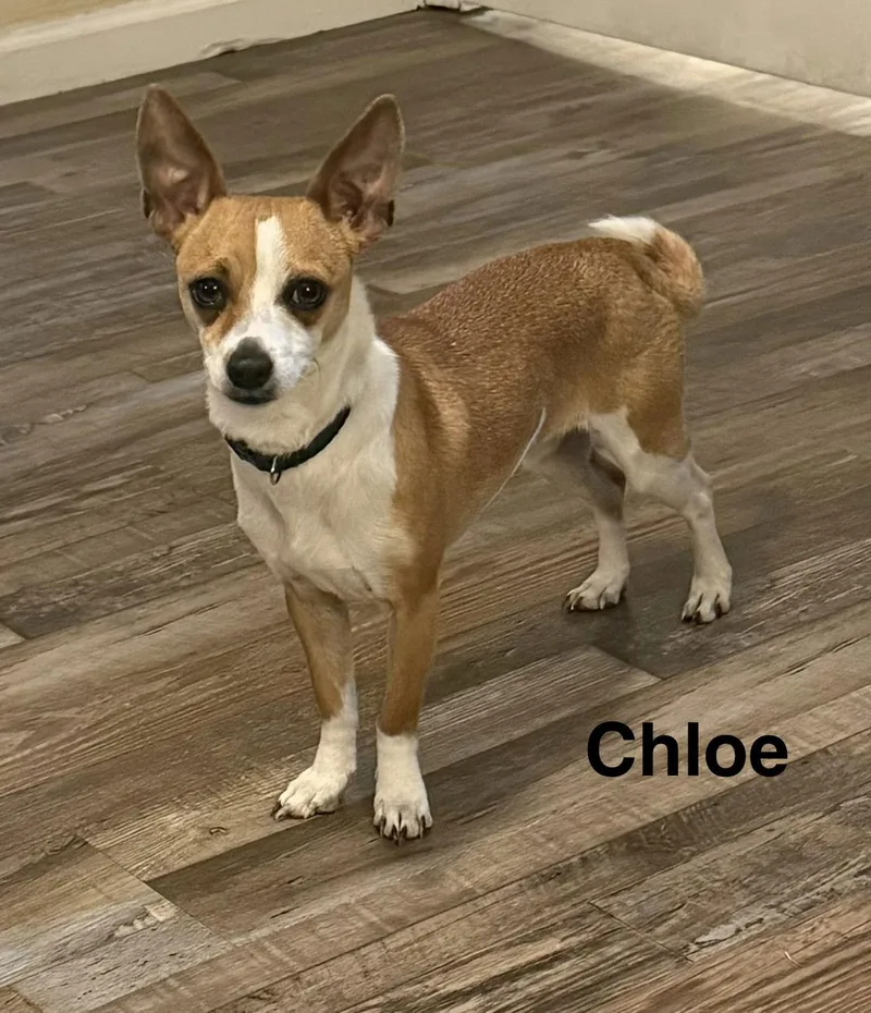 Chloe thumbnail 2
