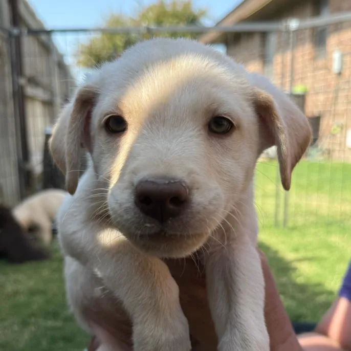 Clifford thumbnail 2