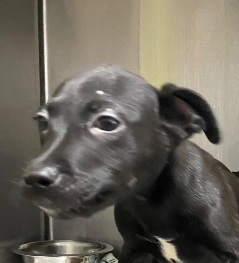A baby small-sized male Mixed Breed dog named Barkley for adoption in Henderson, NC