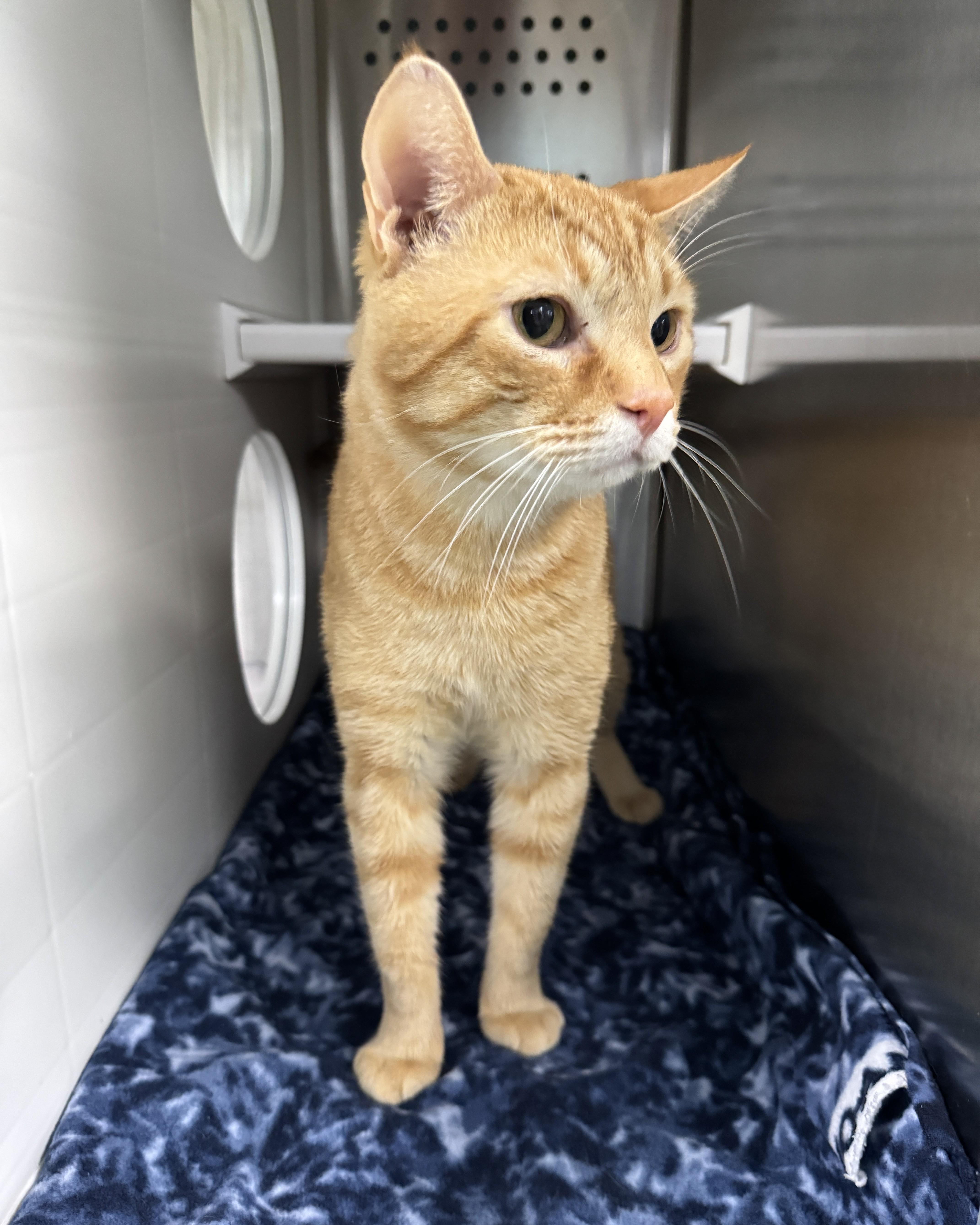 Garfield thumbnail 2