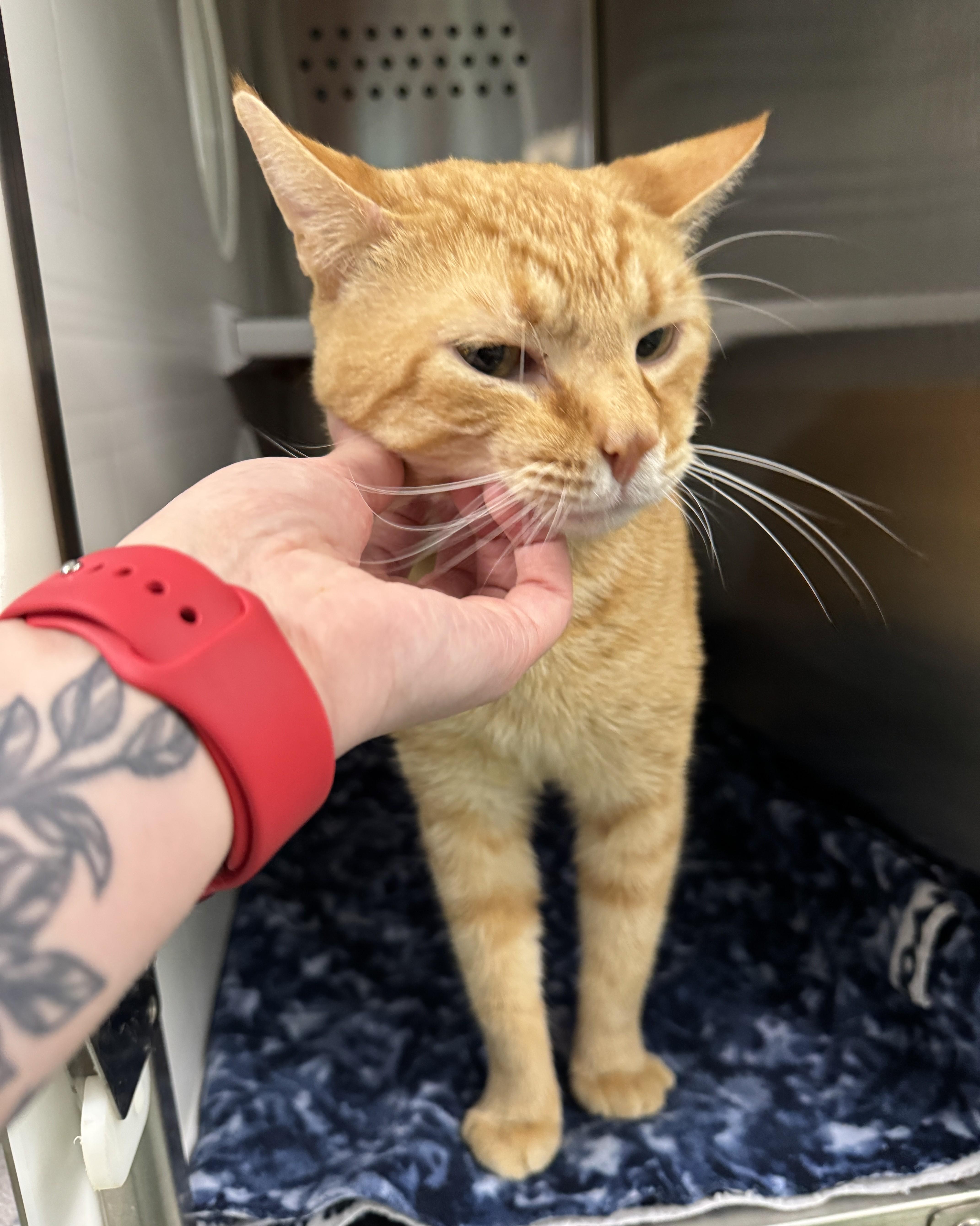 Garfield thumbnail 3