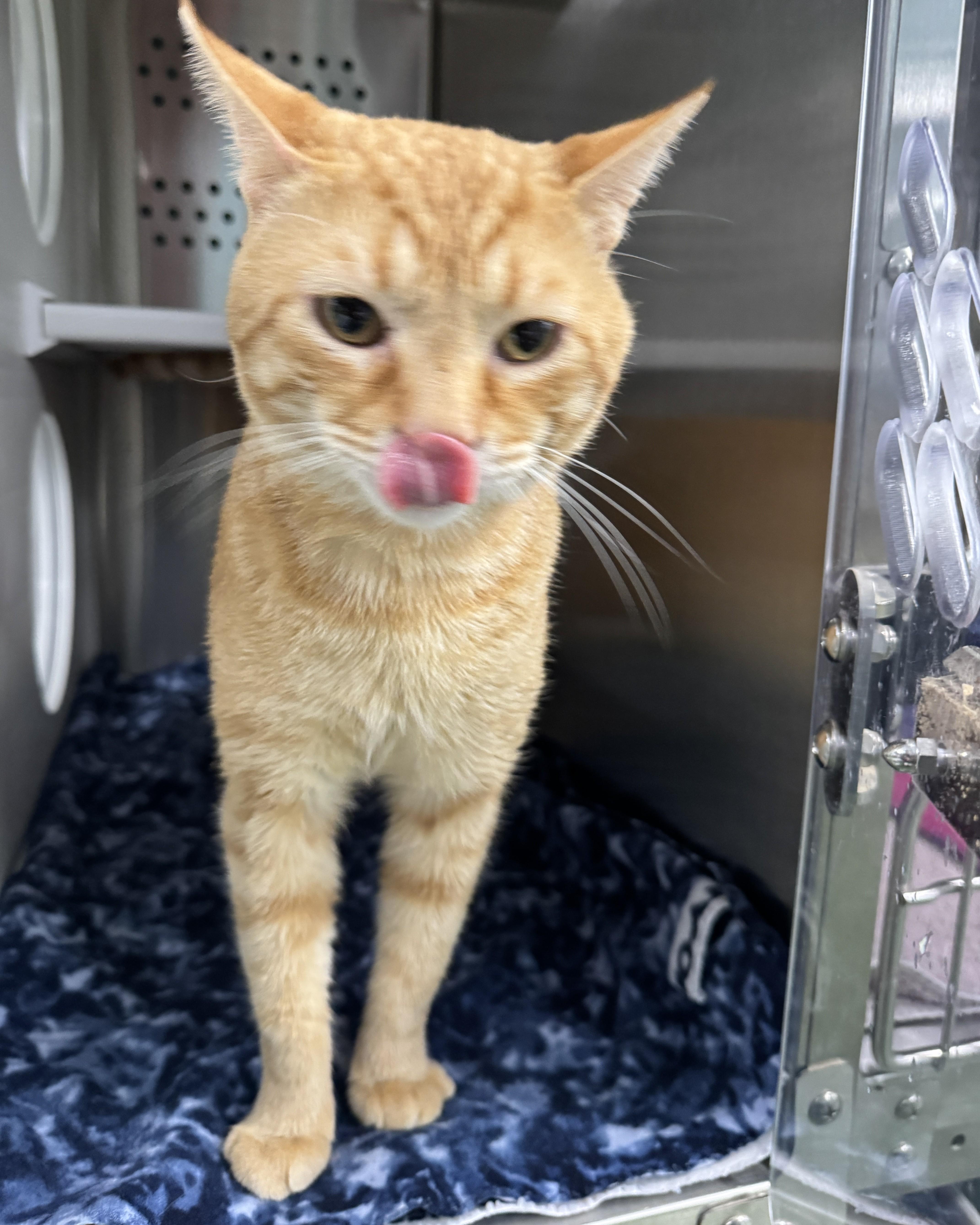 Garfield thumbnail 4