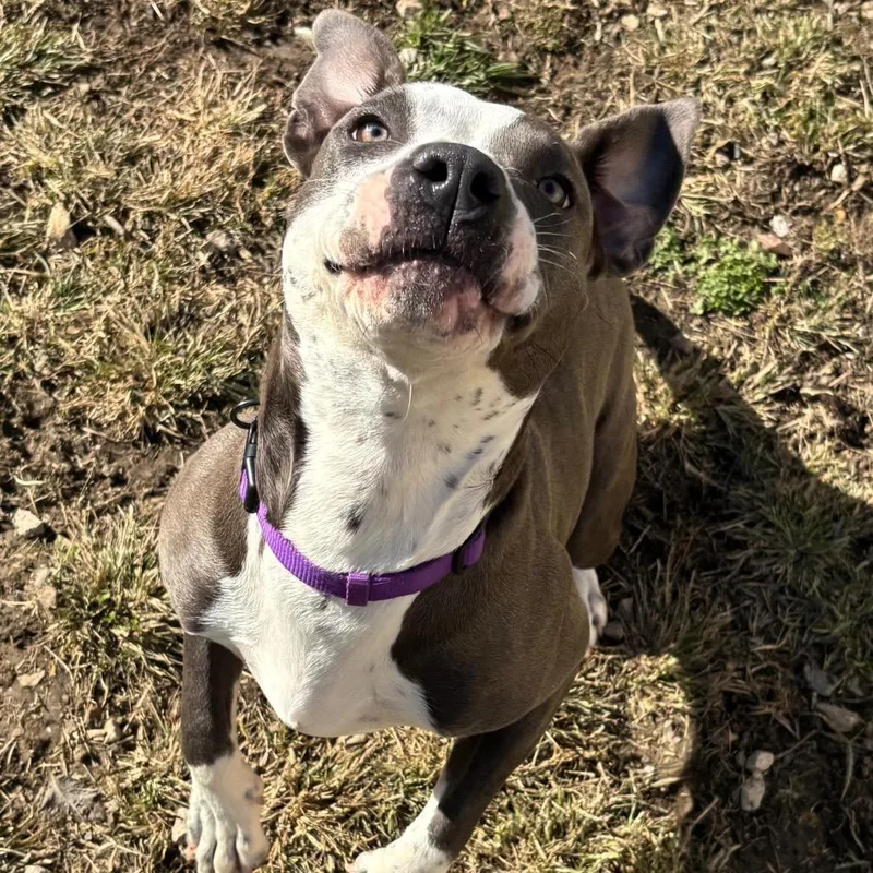 Luna Moon thumbnail 2