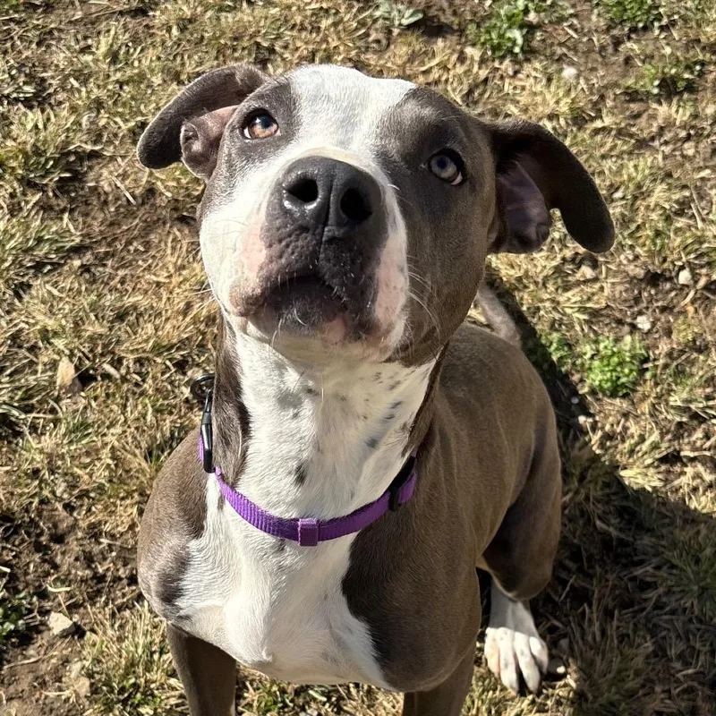 Luna Moon thumbnail 3